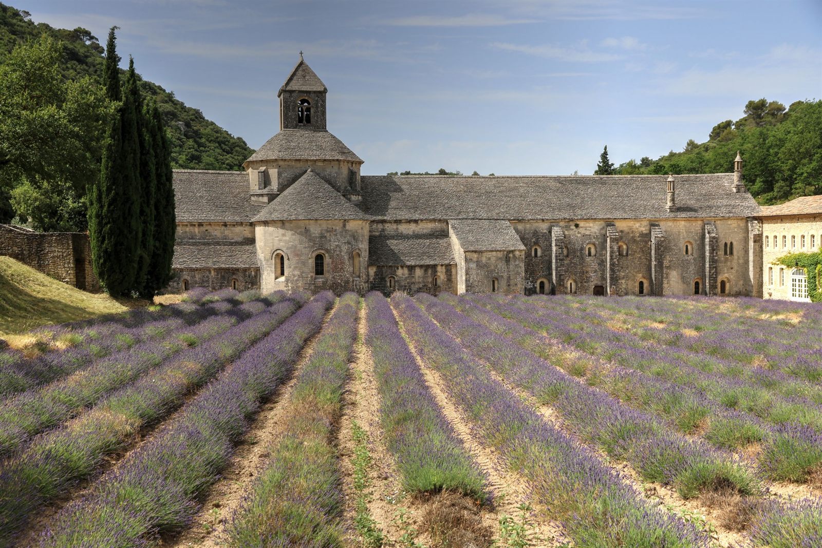 Lavender in front of Sénanque Abbey in Provence